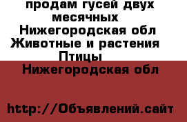 продам гусей двух месячных - Нижегородская обл. Животные и растения » Птицы   . Нижегородская обл.